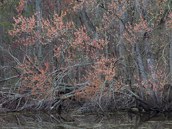 Bayou Maples II (2012-4650)