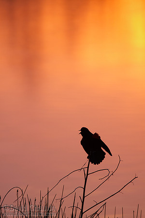 Greet the Morning (2009_8836)