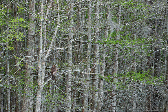 Hawk in Spring Cypress (2011_4203)