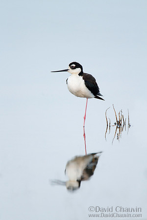 Stilt Reflection (2013-1252)