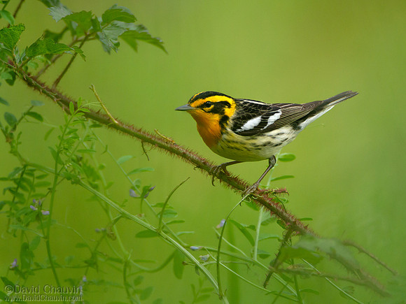 Blackburnian Warbler (2013-1244)