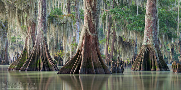 Summer Cypress (2011_1560-61)