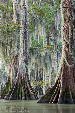 Summer Cypress II (2011_1562)
