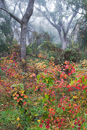 Cheniere Oaks (2006_7954)