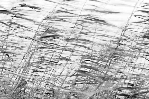 Blowing (2007_2364)