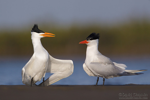 Shall We Dance? (2009_6761)