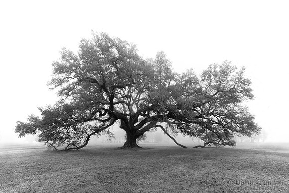 St. Joe Oak