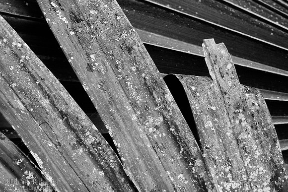 Palmetto II (2009_0271)