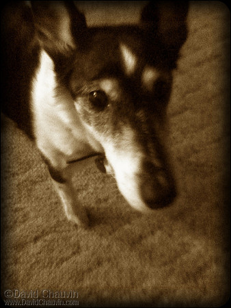 2009-bonita
