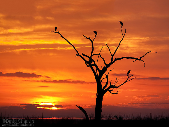 Egrets at Sunrise (2009_3753)